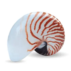 Coquillage Décoration Nautile