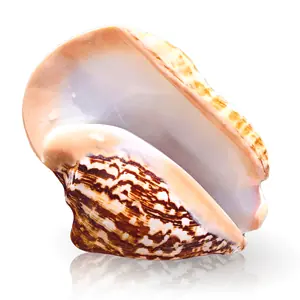 Coquillage Décoration Gros Strombe