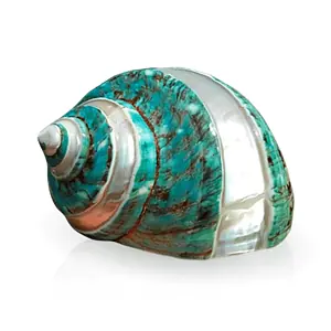 Coquillage Décoration Gros Turbo Poli