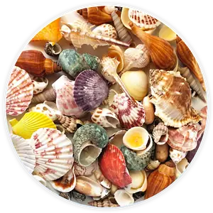 Lot De Coquillage Pour Décoration Et Diy (120 Pièces)