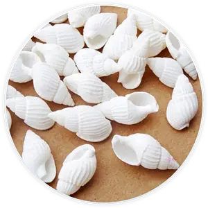 Lot De Coquillage Nasses Blancs Décoration Et Diy (100 Pièces)