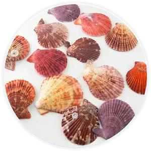 Lot De Coquillage Pectens Décoration Et Diy (20 Pièces)