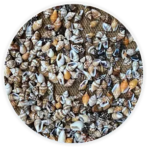 Lot De Coquillage Petits Nassas Déco Et Diy (50 Pièces)