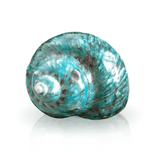 Coquillage Décoration Grand Turbo Vert