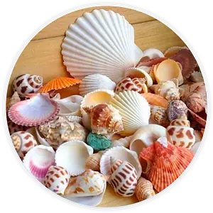 Lot De Coquillage Pour Décoration Et Diy (100G)