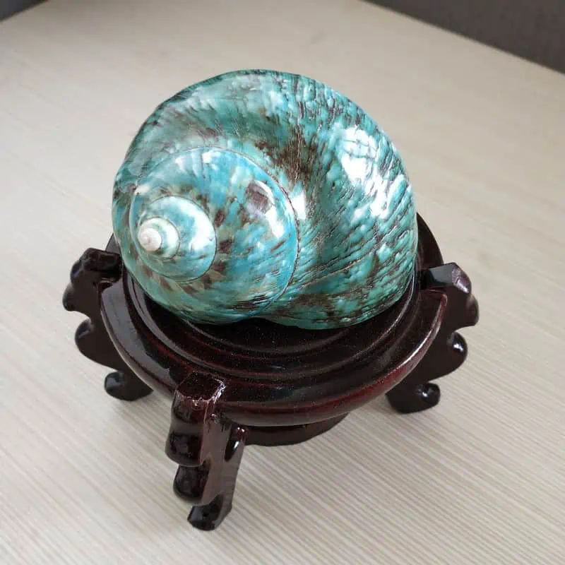 Coquillage Décoration Grand Turbo Vert – Image 2