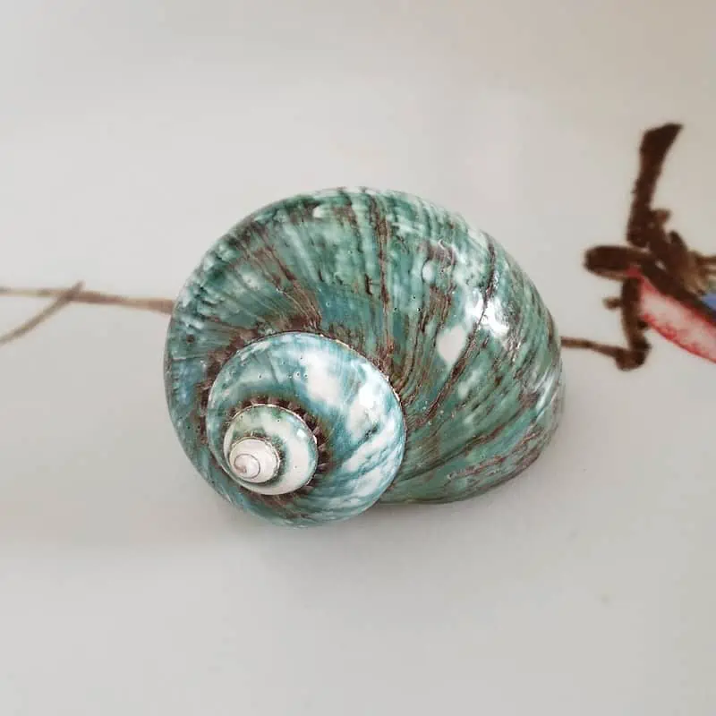 Coquillage Décoration Grand Turbo Vert – Image 6