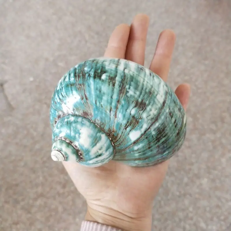 Coquillage Décoration Grand Turbo Vert – Image 3