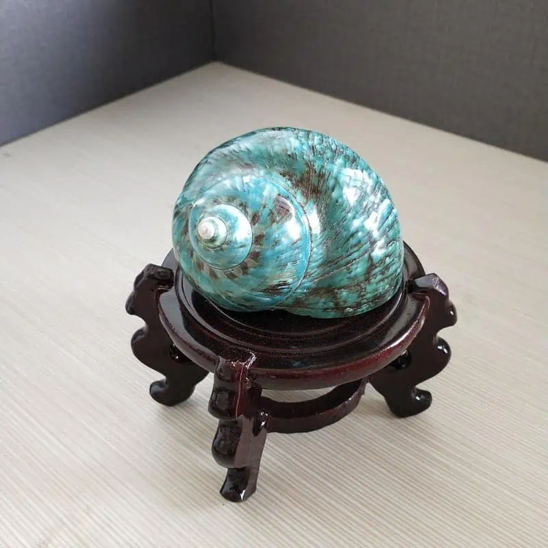 Coquillage Décoration Grand Turbo Vert – Image 4