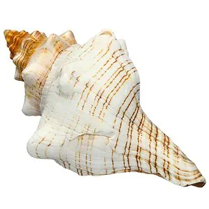 Coquillage Décoration Cheval Trapèze