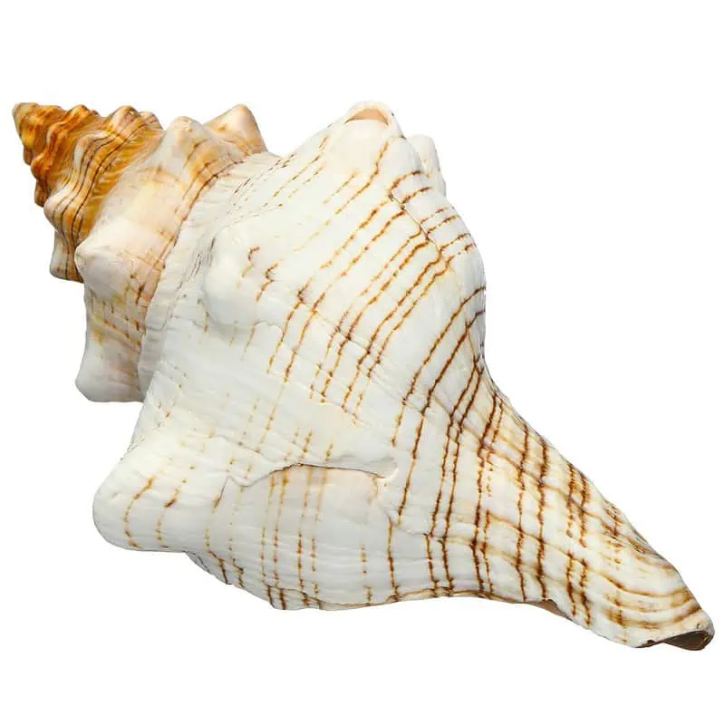Coquillage Décoration Cheval Trapèze