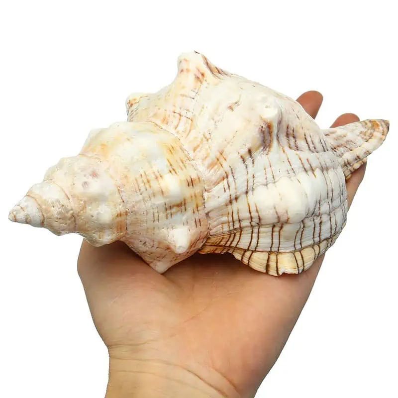 Coquillage Décoration Cheval Trapèze – Image 3