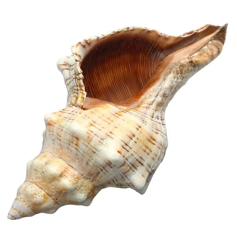 Coquillage Décoration Cheval Trapèze – Image 2