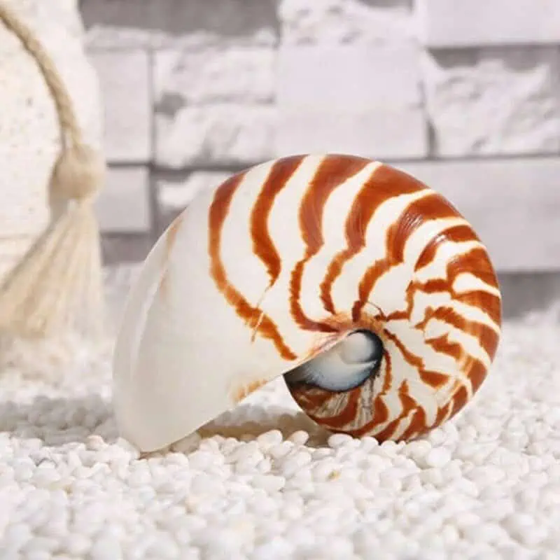 Coquillage Décoration Nautile – Image 6