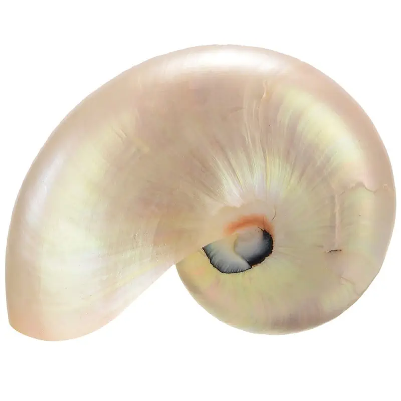 Coquillage Décoration Grand Nautile Blanc Poli – Image 5