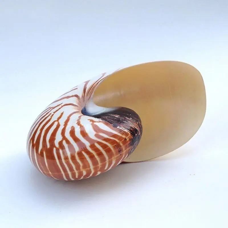 Coquillage Décoration Nautile – Image 2