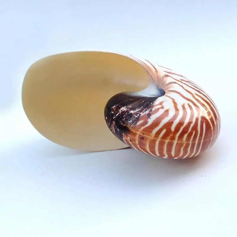 Coquillage Décoration Nautile – Image 5