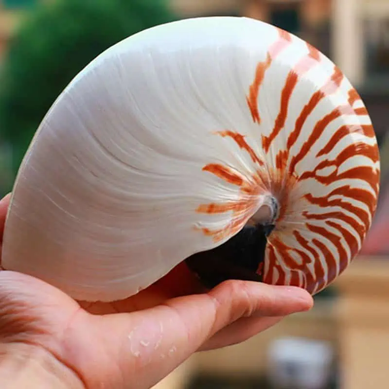 Coquillage Décoration Nautile – Image 3