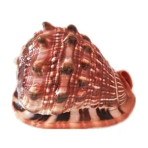 Coquillage Décoration Casque De Mer