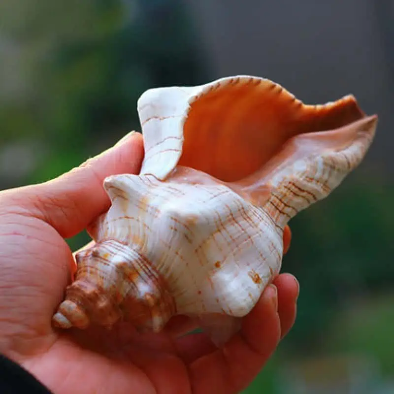 Coquillage Décoration Cheval Trapèze – Image 6