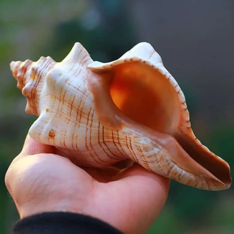 Coquillage Décoration Cheval Trapèze – Image 5