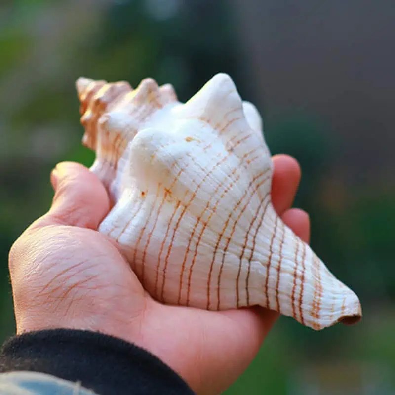 Coquillage Décoration Cheval Trapèze – Image 4