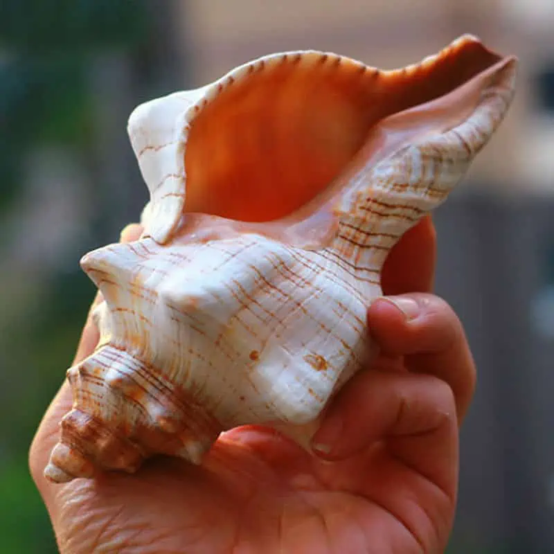 Coquillage Décoration Cheval Trapèze – Image 7